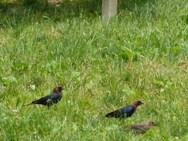 Brown-headed Cowbirds